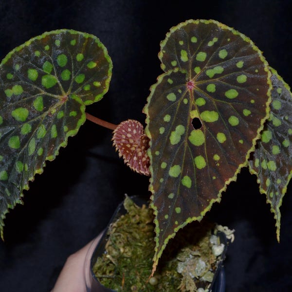 Begonia chlorosticta - red form