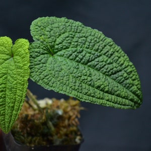 Anthurium clidemioides