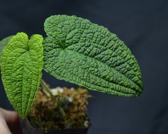 Anthurium clidemioides