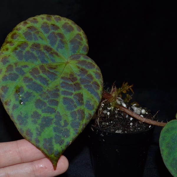 Begonia rockii