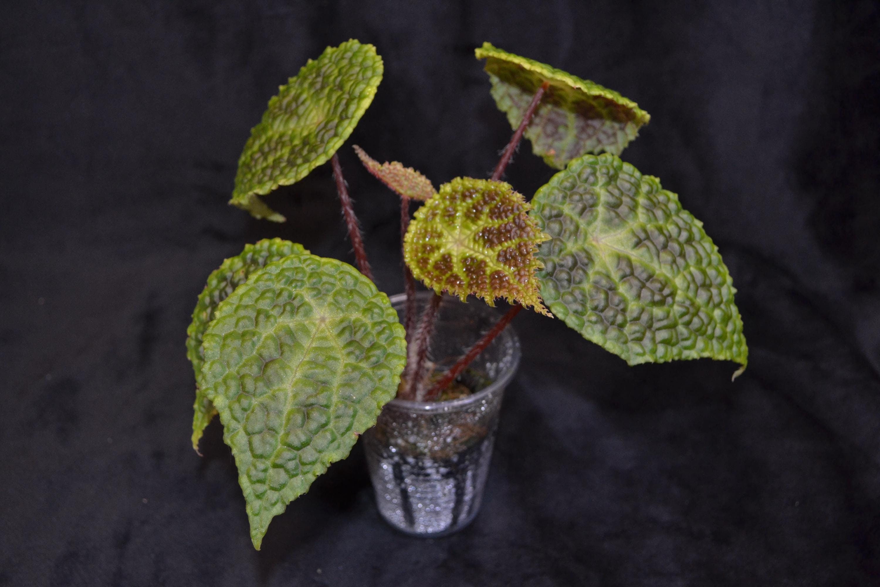 Begonia U690 Formerly Begonia Microsperma X Staudtii - Etsy
