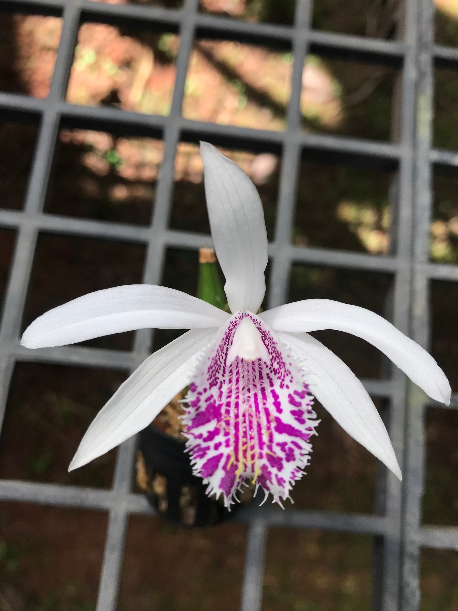 Orchid species Pleione humilis 1 Plant /bulbs Etsy
