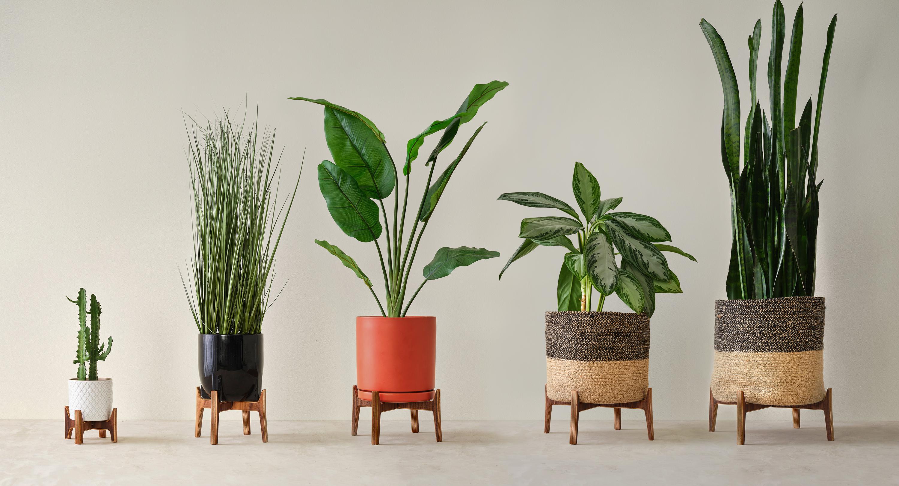 Handmade Walnut Wood Plant Stand | Mid Century Modern Minimalist