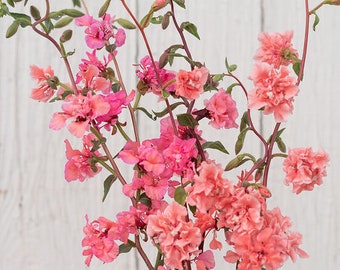 以下が含まれることがあります： 白い木の背景に、ピンクとコーラルの花と緑の葉と茎のブーケ。花は複数の層の花びらがあり、ふっくらとした質感のある外観を作り出しています。茎は細く、枝分かれしています。