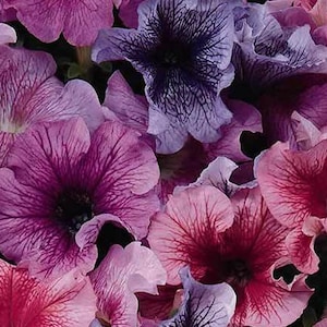 25ct-Petunia Mix Seed -Daddy SeriesSold by Farmlander