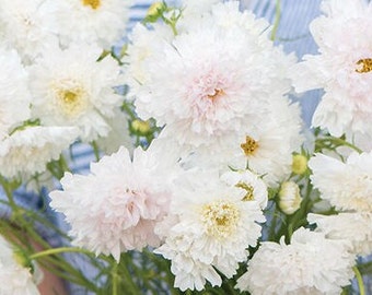 以下が含まれることがあります： フリルのある花びらを持つ、白と薄いピンクの宇宙の花のブーケです。