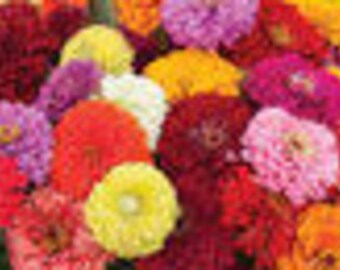 Benarys Giant Mix Zinnia Seed-25ct/50ct/100ct-Sold by Farmlander