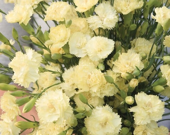 Carnation Marie Chabaud-25ct/50ct/100ct-Dianthus-Sold by Farmlander