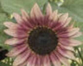 Strawberry Blonde Sunflower Seed-25ct/50ct/100ct-Sold by Farmlander