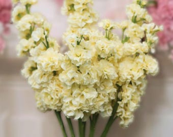 25ct/50ct/100ct Stock Seed Iron Yellow-by Farmlander