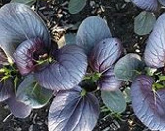 20ct Pak Choi Purple Cabbage Tasty Pagoda Hybrid  Seed-Sold by Farmlander