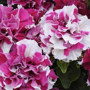 Double Petunia Rose and White Seed-25ct/50/100ct -Double Madness Series-Sold by Farmlander