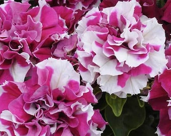 Double Petunia Rose and White Seed-25ct/50/100ct -Double Madness Series-Sold by Farmlander