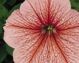 Petunia "Spring" Seed 25ct/50ct/100ct-Madness Series Sold by Farmlander