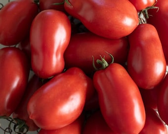 San Marzano II Tomato Seed-10ct/25/50/100ct-Organic-Sold by Farmlander