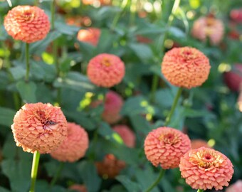 Op de afbeelding: Een close-up van een groep perzikkleurige zinnia-bloemen in bloei. De bloemen zijn in een cirkelvormige vorm gerangschikt en hebben een zachte, pluche textuur. De bloemen worden omringd door groene bladeren.