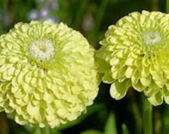 以下が含まれることがあります： 黄色い中心を持つ薄い緑色のジニアの花が2つ。花は満開で、ふわふわとした層状の外観をしています。