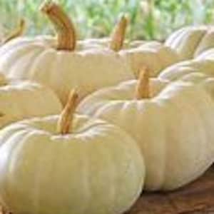May include: A group of five white pumpkins with brown stems. The pumpkins are arranged in a row on a wooden surface.
