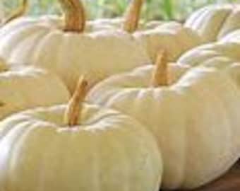 Valenciano Pumpkin Seed-15ct/30ct/50ct-Sold by Farmlander