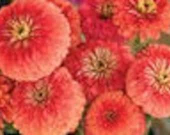 Giant Coral Zinnia Seed-25ct/50ct/100ct-Sold by Farmlander