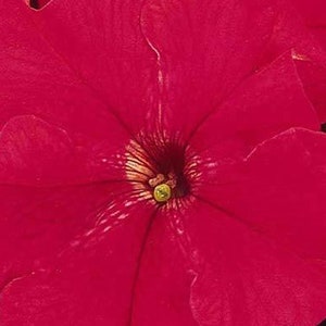 25ct/50ct Petunia Red Seed -Dreams Series-Sold by Farmlander