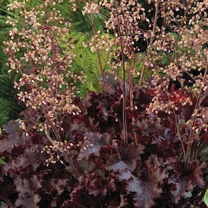 15ct-Heuchera Melting Fire Seeds-Sold by Farmlander