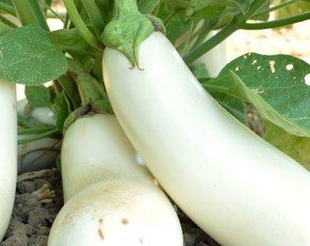 Op de afbeelding: Close-up van drie witte aubergines die aan een wijnstok groeien. De aubergines zijn glad en hebben een licht parelmoerachtige glans.