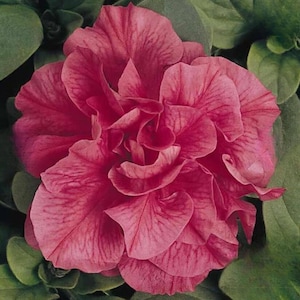 Double Petunia Salmon Seed-25ct/50/100ct -Double Madness Series-Sold by Farmlander