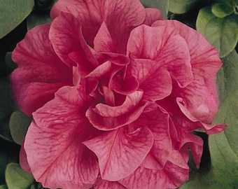 Double Petunia Salmon Seed-25ct/50/100ct -Double Madness Series-Sold by Farmlander