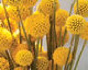 Craspedia Billy Buttons: Sun Ball Seeds, 25-100 Count sold by Farmlander