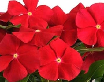 25ct/50ct Vinca Seed Really Red-Pacifica XP Series-Sold by Farmlander