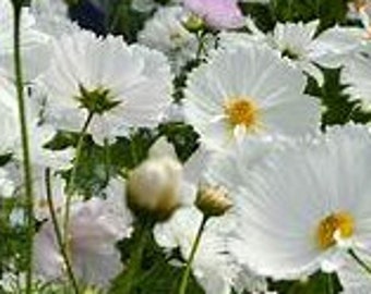 以下が含まれることがあります： 黄色い中心を持つ白いコスモスの花が密集している。花は様々な開花段階にあり、いくつかは完全に開いていて、いくつかはまだ蕾である。