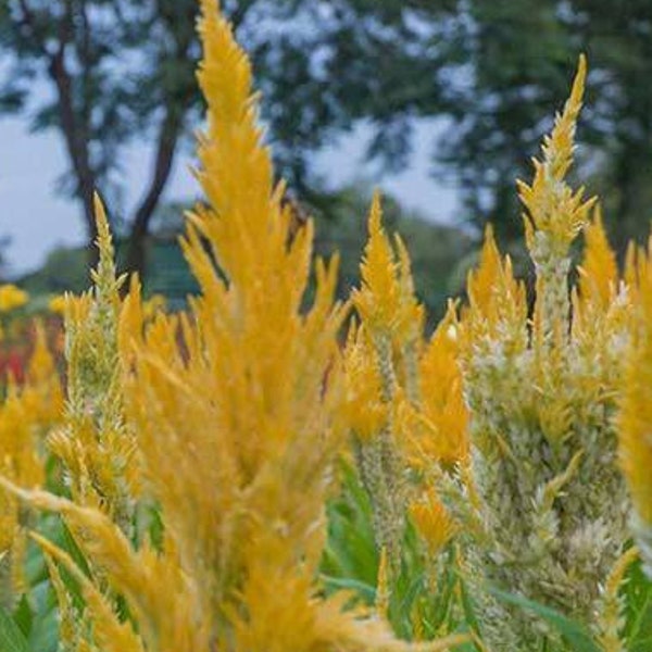 Celosia Yellow 25ct/50ct/100ct Plumed Seed-Sold by Farmlander