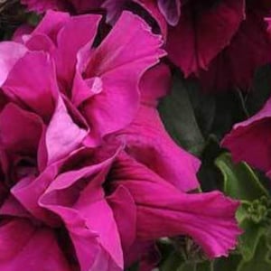 25ct/50ct Double Petunia Burgundy Seed -Double Madness SeriesSold by Farmlander