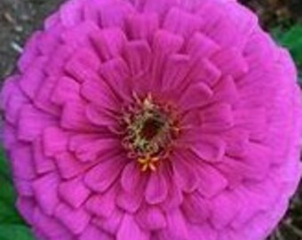 Benarys Giant Purple Zinnia Seed-25ct/50ct/100ct-Sold by Farmlander