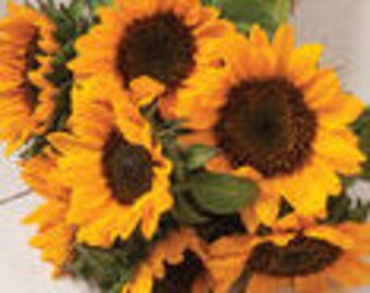 Sonja Sunflower Seed-25ct/50ct/100ct-Sold by Farmlander