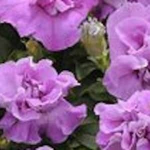 Double Petunia Lavender Seed-25ct/50/100ct -Double Madness Series-Sold by Farmlander
