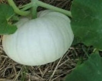 Casper Pumpkin Seed 10ct-Sold by Farmlander