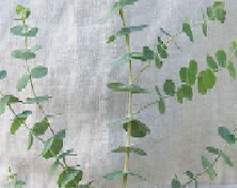 Eucalyptus Baby Blue Bouquet 15ct/30/50ct Seeds (silverleaf mountain gum) sold by Farmlander