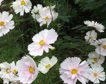以下が含まれることがあります： 黄色い中心を持つ白いコスモスの花が密集しています。花は繊細な花びらを持ち、満開です。