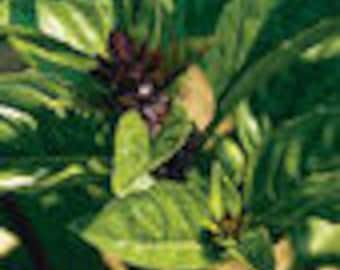 Cinnamon Thai Basil Seed-50ct/100- Sold by Farmlander