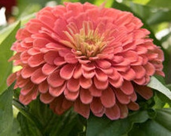 Benarys Giant Salmon Rose Zinnia Seed-25ct/50ct/100ct-Sold by Farmlander