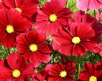 以下が含まれることがあります： 満開の鮮やかな赤いコスモスの花束のクローズアップ。花は繊細な花びらと黄色の芯を持ち、緑の葉との鮮やかなコントラストを生み出しています。