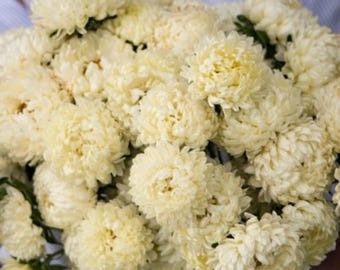 25/50ct Yellow China Aster-Tower Yellow Seed-Sold by Farmlander
