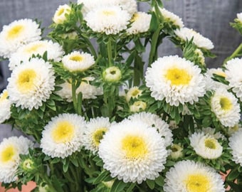 25/50ct Macaroon White Aster Seed-Sold by Farmlander