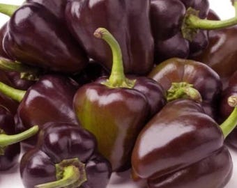 Mini Chocolate Bell Sweet Pepper Seed- Sold by Farmlander