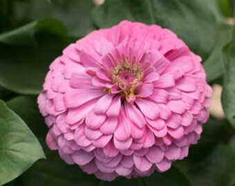 Benarys Giant Bright Pink Zinnia Seed-25ct/50ct/100ct-Sold by Farmlander