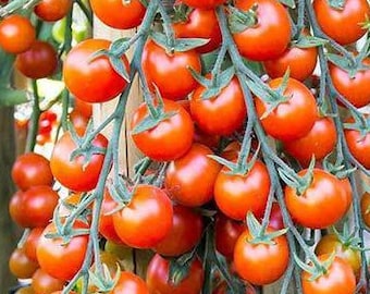 Op de afbeelding: Een close-up van een tros rijpe, rode kerstomaatjes aan de wijnstok. De tomaten zijn rond en mollig, met groene stelen en bladeren. Sommige tomaten zijn nog groen. De afbeelding is goed belicht en toont de levendige kleuren van de tomaten.