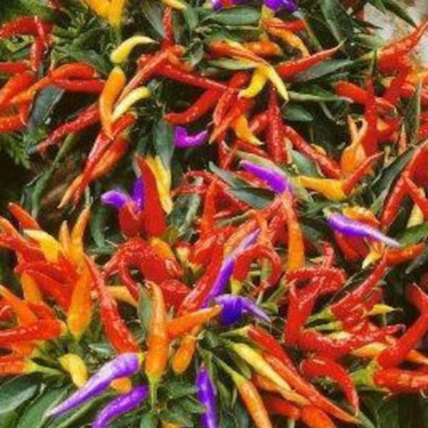 Fireworks Chili Pepper 25ct/50ct/100ct Ornamental Seed-Sold by Farmlander