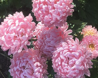 以下が含まれることがあります： 複数のピンクのアスターの花が咲いた花束。花は満開で、繊細でフリルのある外観をしています。